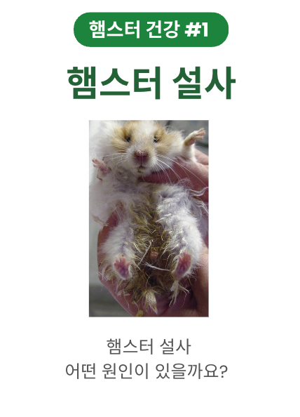 햄스터 설사