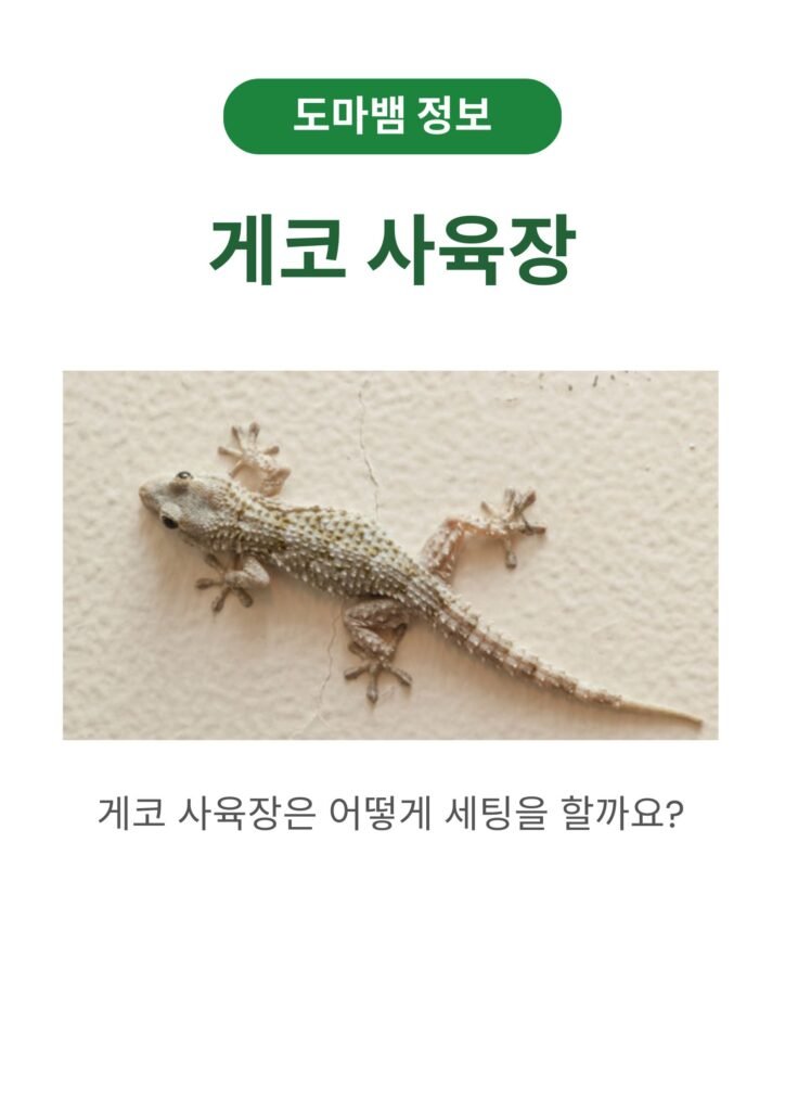 게코 사육장