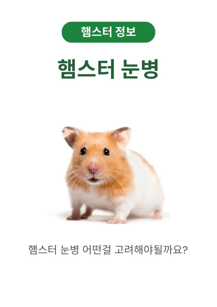 햄스터 눈병