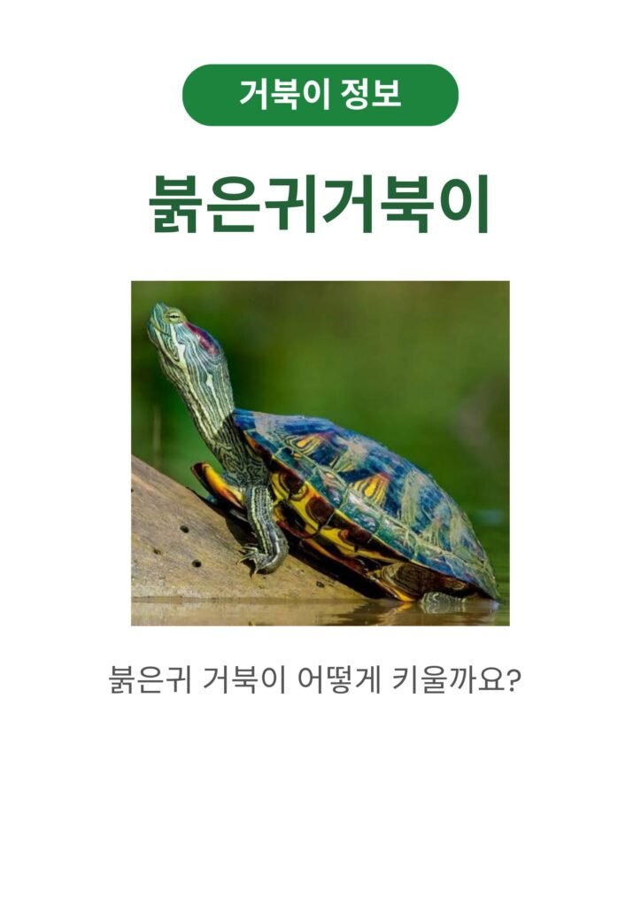 붉은귀거북이 
