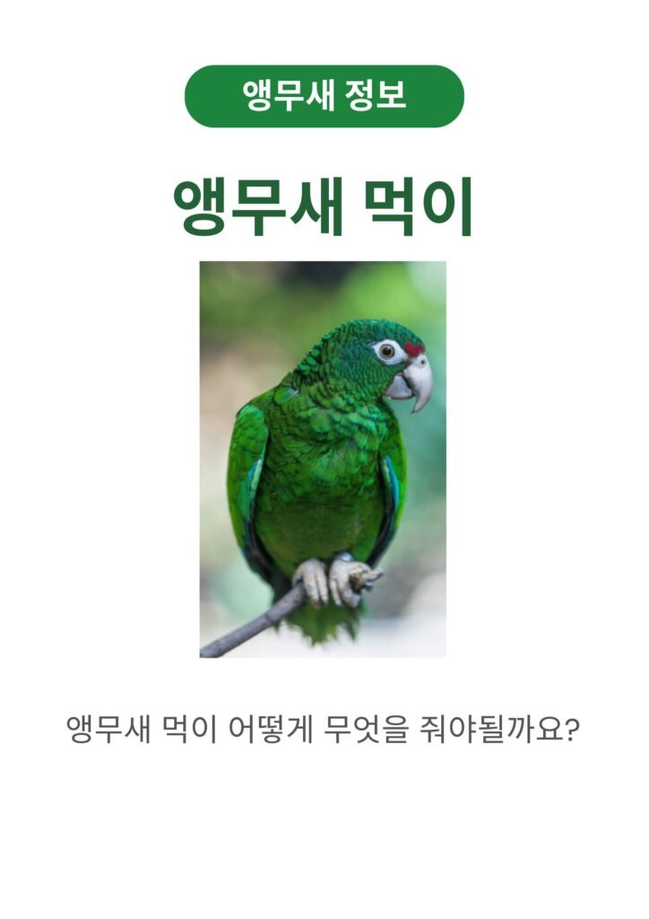 앵무새 먹이