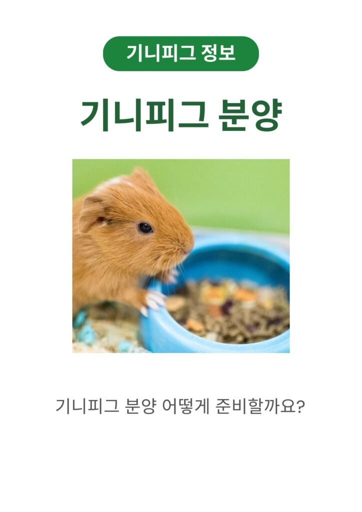 기니피그 분양