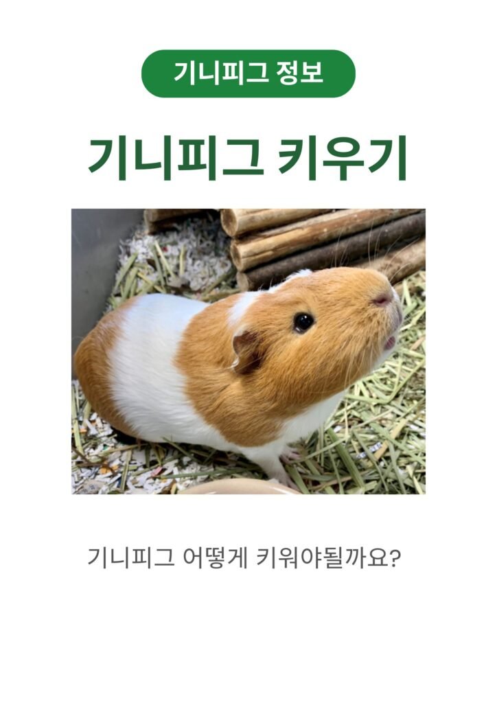 기니피그 키우기